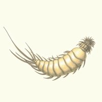 Živočich z třídy rypečky (Kinorhyncha), ilustrace – Ekaterina Gerasimchuk / Shutterstock