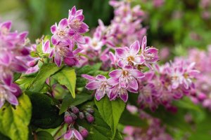 Trojpuk štíhlý (Deutzia gracilis), detail keře s listy a květy – Olya Maximenko / Shutterstock