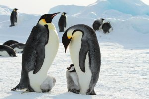 Tučňák císařský (Aptenodytes forsteri) – Sergey 402 / Shutterstock