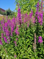 Kvetoucí kyprej vrbice (Lythrum salicaria) z čeledi kyprejovité – Helen Pitt / Shutterstock