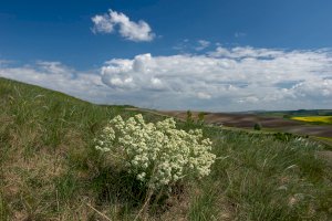 Pouzdřanská step – Miklos Greczi / Shutterstock