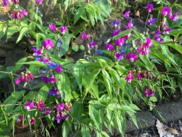 Hrachor jarní (Lathyrus vernus) – Svetlanko / Shutterstock