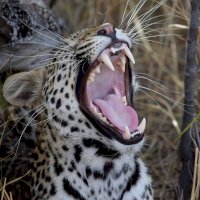 Chrup kočkovité šelmy – Andreas Berlin / Unsplash