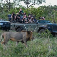Safari v Krugerově národním parku Jihoafrické republice – Stefano Ember / Shutterstock