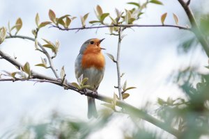 Zpívající červenka obecná (Erithacus rubecula) – Vishnevskiy Vasily / Shutterstock