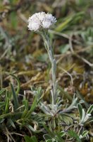 Kociánek dvoudomý (Antennaria dioica) – Martin Fowler / Shutterstock