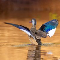 Kachnička amazonská (Amazonetta brasiliensis) – Geraldo Morais / Shutterstock
