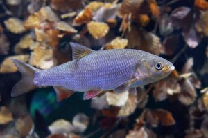 Jelec jesen (Leuciscus idus) – Dennis Jacobsen / Shutterstock