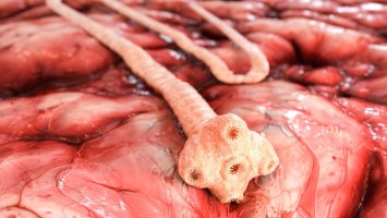 Tasemnice bezbranná (Taenia saginata), 3D ilustrace – Crevis / Shutterstock