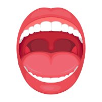 Ústní dutina – eveleen / Shutterstock