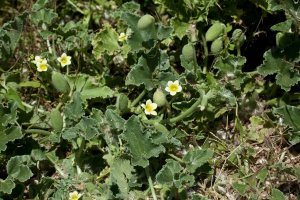 Tykvice stříkavá (Ecballium elaterium) – Profimedia.cz