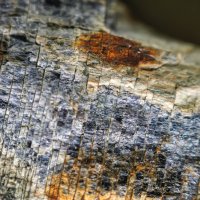 Sekaninait – Krikkiat / Shutterstock