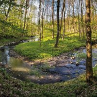 Chvojnice – Jaroslav Machacek / Shutterstock