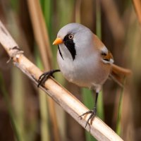 Sýkořice vousatá (Panurus biarmicus) – WildlifeWorld / Shutterstock