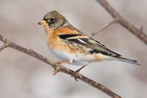 Pěnkava jikavec (Fringilla montifringilla) – hfuchs / Shutterstock