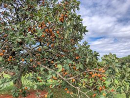 Pouteria guianensis, strom s plody – Adilson Sochodolak / Shutterstock