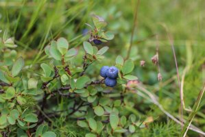 Vlochyně bahenní (Vaccinium uliginosum) – IvanaStevanoski / Shutterstock