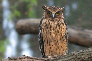 Ketupa malajská (Ketupa ketupu) – TashaBubo / Shutterstock