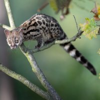 Žanetka tečkovaná (Genetta genetta) – Vaclav Sebek / Shutterstock