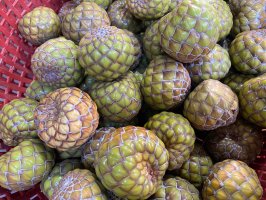 Plody ságové palmy (Metroxylon sago) – Alfarra60 / Shutterstock