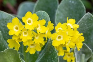 Prvosenka medvědí ouško (Primula auricula) – Viliam.M / Shutterstock