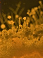 Hyfa – Mr.T_MADN / Shutterstock