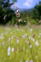 Třeslice prostřední (Briza media) – Vankich1 / Shutterstock