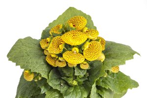 Střevíčník pantoflíček (Calceolaria × herbeohybrida) – Simic Vojislav / Shutterstock