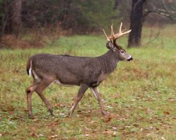 Jelenec viržinský (Odocoileus virginianus) – Tony Campbell / Shutterstock