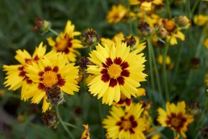 Krásnoočko velkokvěté (Coreopsis grandiflora) – simona pavan / Shutterstock