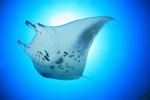 Manta atlantská (Manta birostri)s – aquapix / Shutterstock