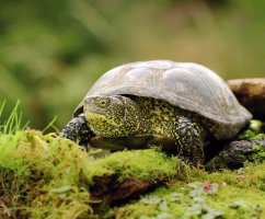 Želva bahenní (Emys orbicularis) – Miroslav Hlavko / Shutterstock
