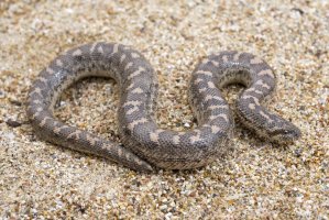 Hroznýšek turecký (Eryx jaculus) – Edvard Mizsei / Shutterstock