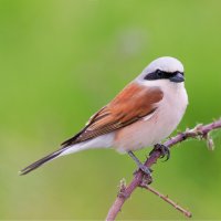 Ťuhýk obecný (Lanius collurio) – witez77 / Shutterstock