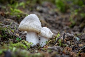 Závojenka podtrnka (Entoloma clypeatum) – Jaroslav Machacek / Shutterstock