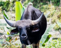 Gayal (Bibos frontalis) – Supriyo Ghoshal / Shutterstock