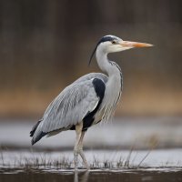 Volavka popelavá (Ardea cinerea) – Ondrej Prosicky / Shutterstock