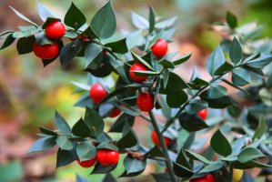 Listnatec pichlavý (Ruscus aculeatus) – KanphotoSS / Shutterstock