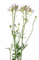 Řeřišnice luční (Cardamine pratensis) – jopelka / Shutterstock