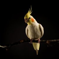 Korela chocholatá (Nymphicus hollandicus) – AnnJane / Shutterstock