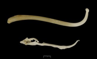 Mývalí bakulum (os penis); horní kost patří zdravému dospělému jedinci – HappySloth / Shutterstock