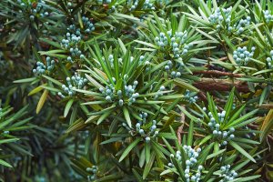 Nohoplod velkolistý (Podocarpus macrophyllus) – Nikolay Kurzenko / Shutterstock