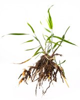 Pýr plazivý (Elytrigia repens) – Kuttelvaserova Stuchelova / Shutterstock