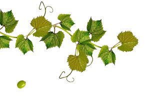 Větvička vinné révy (Vitis vinifera) se zakroucenými úponky – Shutova Elena / Shutterstock