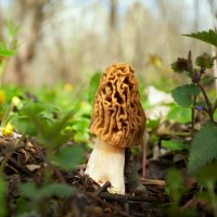 Kačenka česká (Ptychoverpa bohemica) – Adrian_am13 / Shutterstock