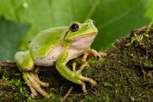 Rosnička zelená (Hyla arborea) z čeledi rosničkovitých – Manuel Findeis / Shutterstock