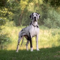 Německá doga – Al_Er / Shutterstock