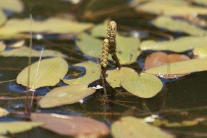 Rdest vzplývavý (Potamogeton natans) – ChWeiss / Shutterstock