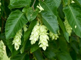 Habrovec habrolistý (Ostrya carpinifolia) – guentermanaus / Shutterstock
