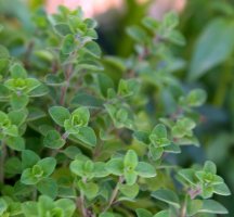 Majoránka zahradní (Origanum majorana) – aniana / Shutterstock